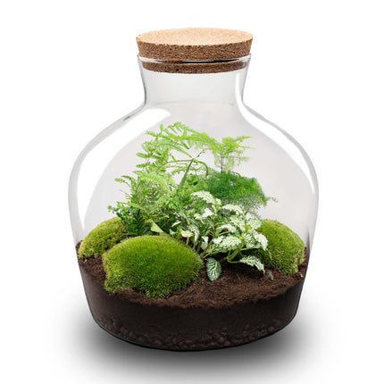 Planten terrarium - Fat Joe Groen - Ecosysteem plant - ↑ 30 cm