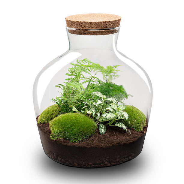 Planten terrarium - Fat Joe Groen - Ecosysteem plant - ↑ 30 cm