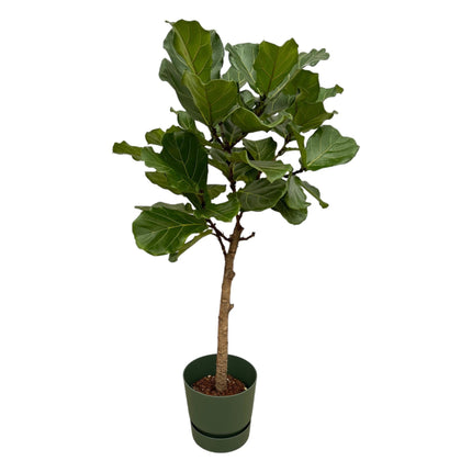 Ficus Lyrata op stam inclusief pot - ↑ 160 cm - Ø30