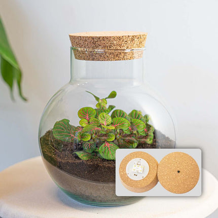 Planten terrarium - Noah - DIY kit - ↑ 20 cm