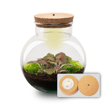 Planten terrarium - Noah - DIY kit - ↑ 20 cm