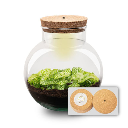 Planten terrarium - Noah - DIY kit - ↑ 20 cm