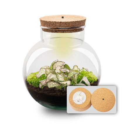 Planten terrarium - Noah - DIY kit - ↑ 20 cm