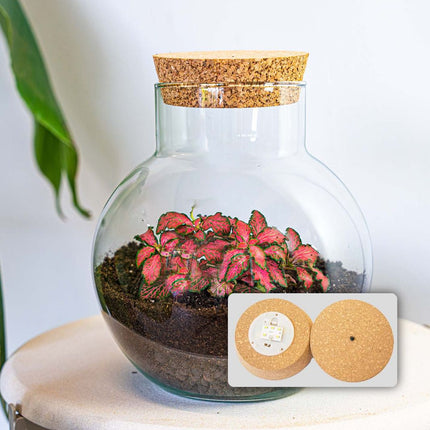 Planten terrarium - Noah - DIY kit - ↑ 20 cm