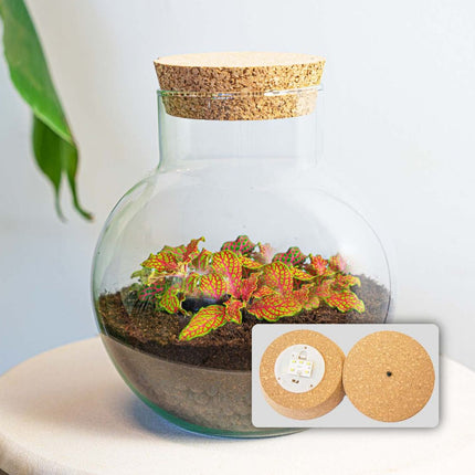 Planten terrarium - Noah - DIY kit - ↑ 20 cm