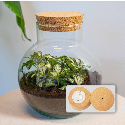 Planten terrarium - Noah - DIY kit - ↑ 20 cm
