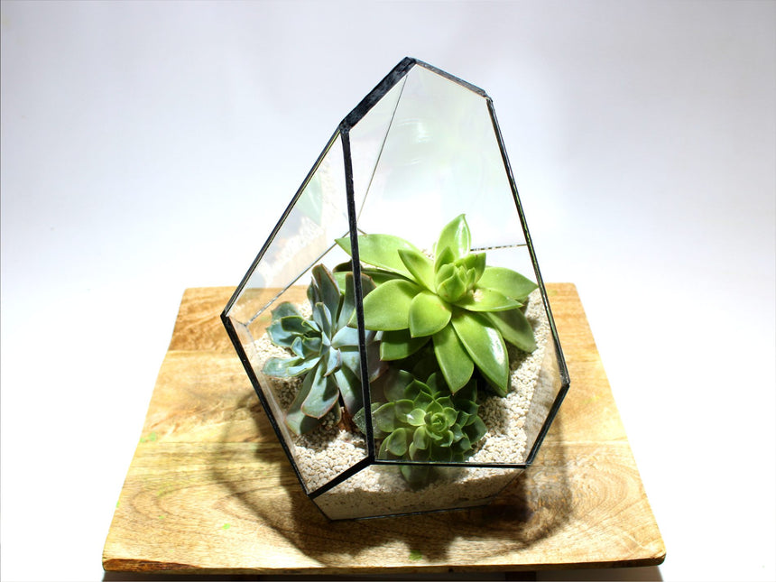 Geometrisch Terrarium - Jungle Gem - Vivarium - ↑ 16 x ↔ 15 cm - Waterdicht - Glas