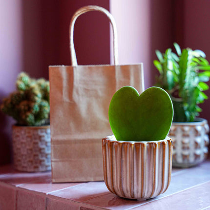 Cadeauset - Love Set - Hartjesplant, pot, wenskaart & geschenktasje
