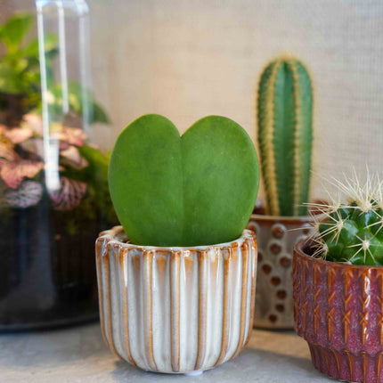 Cadeauset - Love Set - Hartjesplant, pot, wenskaart & geschenktasje