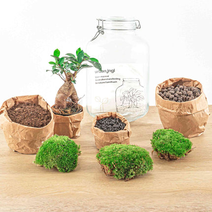 Jar - Coffea Arabica -  Planten terrarium - DIY - ↑ 28 cm
