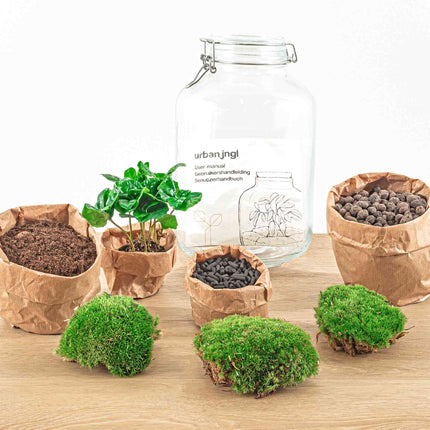 Jar - Coffea Arabica -  Planten terrarium - DIY - ↑ 28 cm