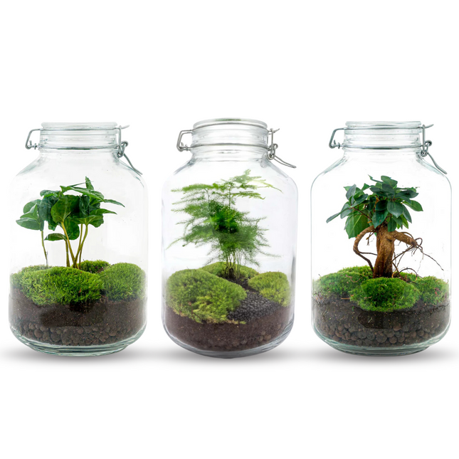 JAR -  DIY Planten Terrarium - Weckpot - Ecosysteem plant - Ø 18 cm ↑ 28 cm