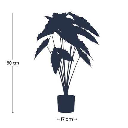 Alocasia - 80 cm hoog - Kunstplant