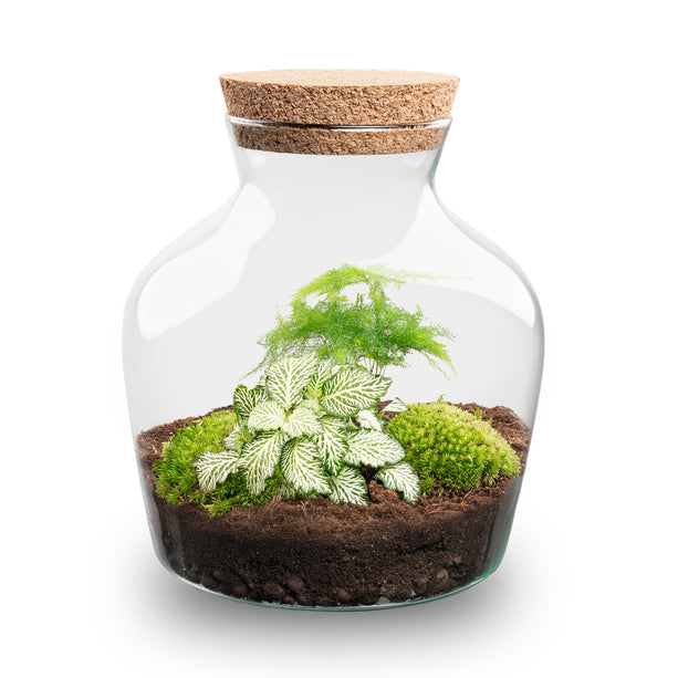 Planten terrarium - Little Joe - Ecosysteem plant - ↑ 21,5 cm