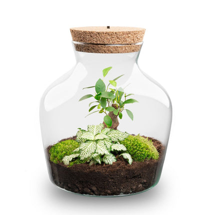 Planten terrarium met LED-verlichting - Little Joe - Ecosysteem plant - ↑ 22 cm