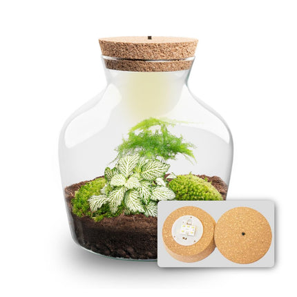 Planten terrarium met LED-verlichting - Little Joe - Ecosysteem plant - ↑ 22 cm