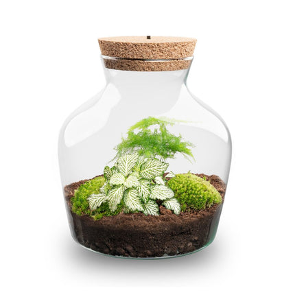 Planten terrarium met LED-verlichting - Little Joe - Ecosysteem plant - ↑ 22 cm