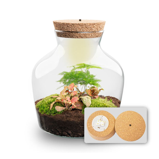 Little Joe - DIY Planten terrarium - Ecosysteem plant - Ø 20 cm ↑ 22 cm