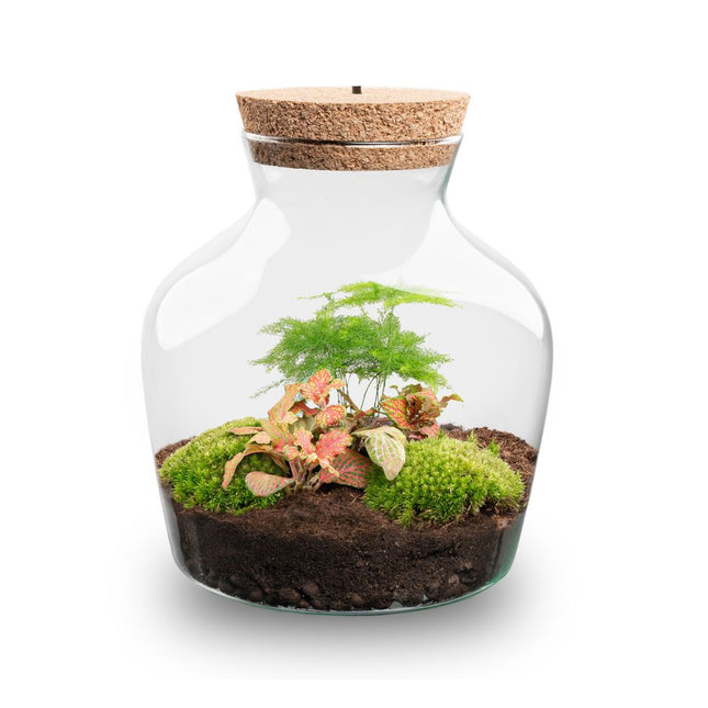 Planten terrarium met LED-verlichting - Little Joe - Ecosysteem plant - ↑ 22 cm