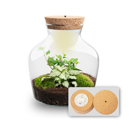 Planten terrarium met LED-verlichting - Little Joe - Ecosysteem plant - ↑ 22 cm