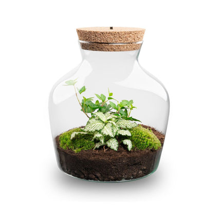 Planten terrarium met LED-verlichting - Little Joe - Ecosysteem plant - ↑ 22 cm