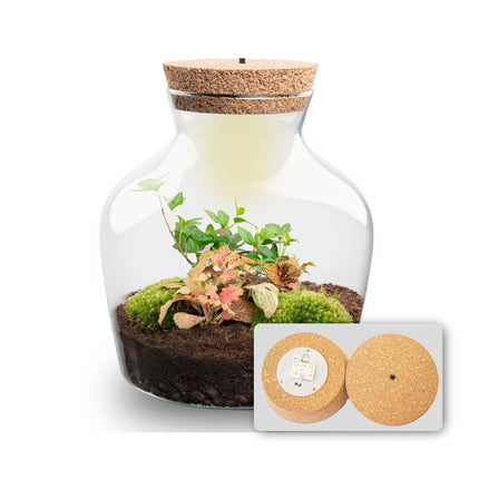Planten terrarium met LED-verlichting - Little Joe - Ecosysteem plant - ↑ 22 cm