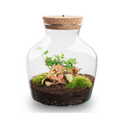 Planten terrarium met LED-verlichting - Little Joe - Ecosysteem plant - ↑ 22 cm
