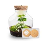 Coffea & Fittonia White Tiger