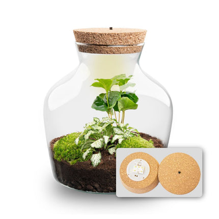 Planten terrarium met LED-verlichting - Little Joe - Ecosysteem plant - ↑ 22 cm