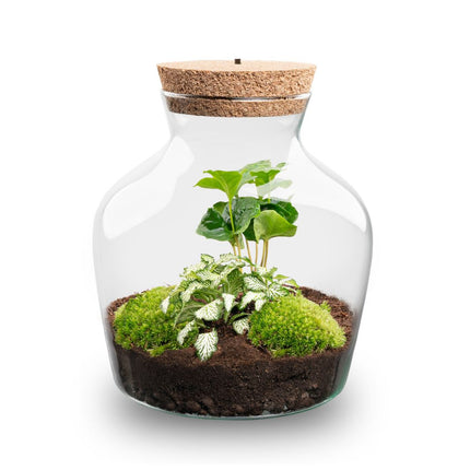 Planten terrarium met LED-verlichting - Little Joe - Ecosysteem plant - ↑ 22 cm