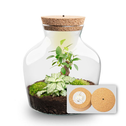 Planten terrarium met LED-verlichting - Little Joe - Ecosysteem plant - ↑ 22 cm