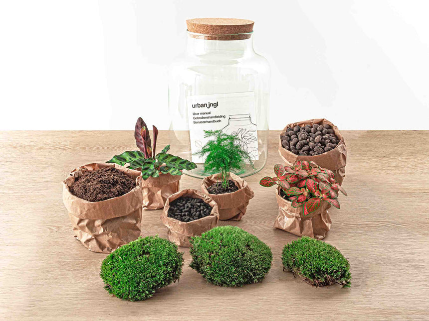 Planten terrarium - Milky - Ecosysteem plant - ↑ 30 cm