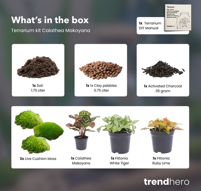Calathea Makoyana - Terrarium Start- & navulpakket - 3 terrarium planten - DIY