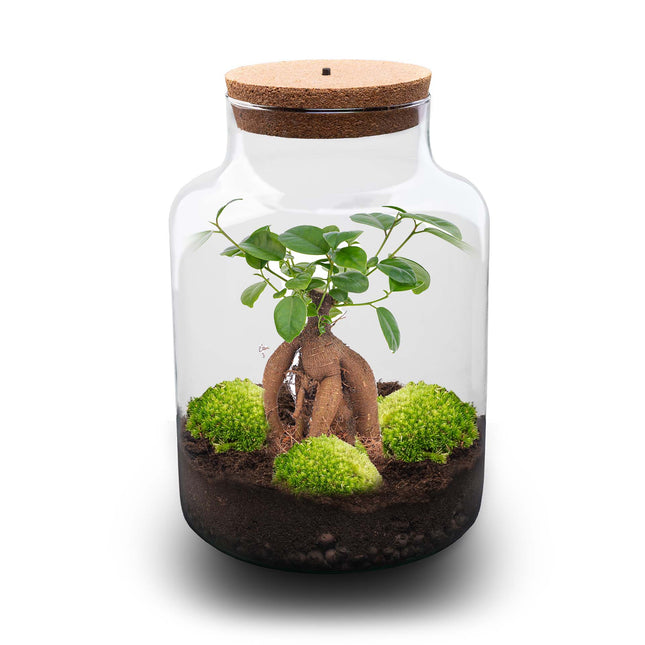 Milky Bonsai - DIY Planten terrarium - Ecosysteem plant - Ø 21 cm ↑ 30 cm