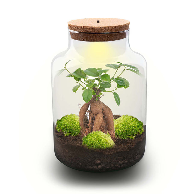Milky Bonsai - DIY Planten terrarium - Ecosysteem plant - Ø 21 cm ↑ 30 cm