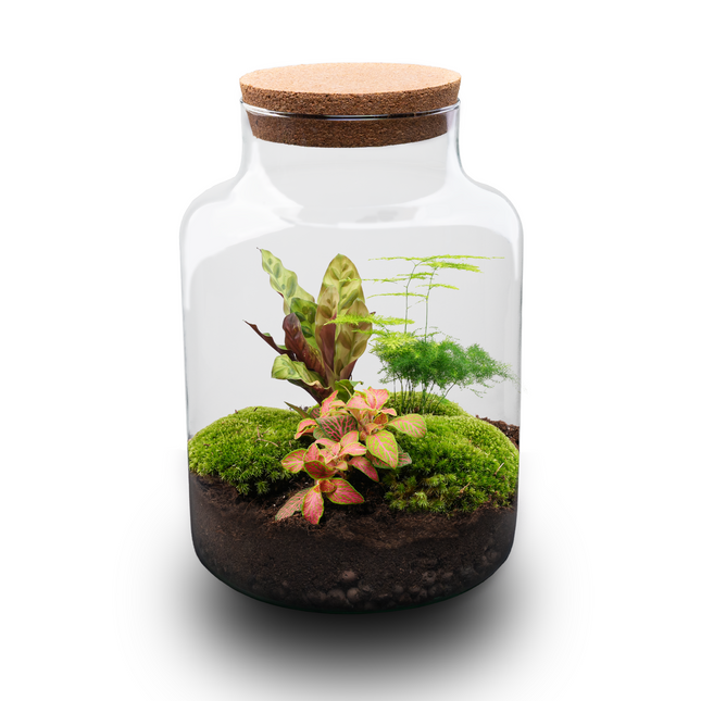 Milky - DIY Planten terrarium - Ecosysteem plant - Ø 21 cm ↑ 30 cm