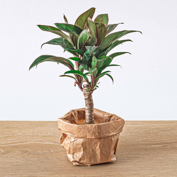 Terrarium planten pakket Ficus Ginseng - 5 planten - Bonsai