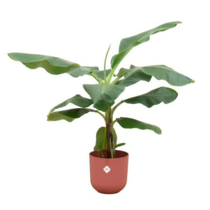 Bananenplant Musa in Rode pot