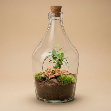 Open terrarium John - Bonsai & Ruby Lime  ↑ 30 cm