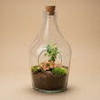 Open terrarium John - Bonsai & Ruby Lime  ↑ 30 cm