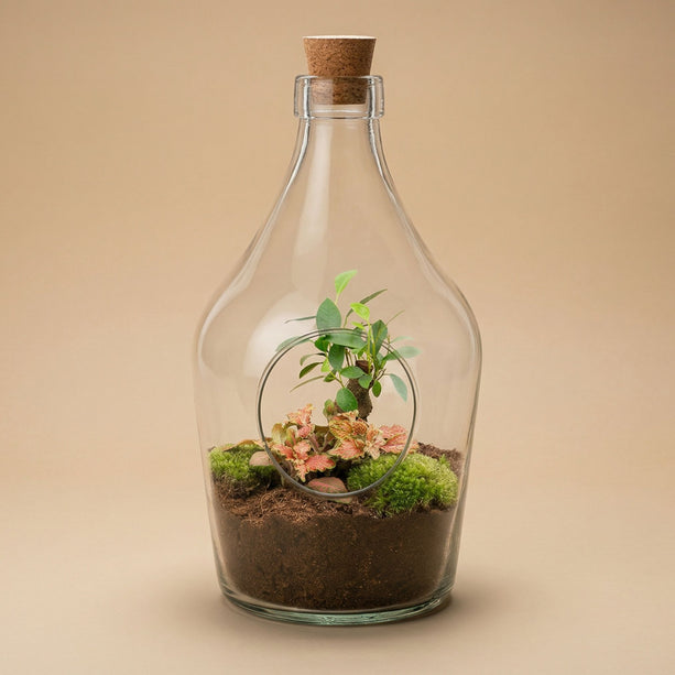 Open terrarium John - Bonsai & Ruby Lime  ↑ 30 cm