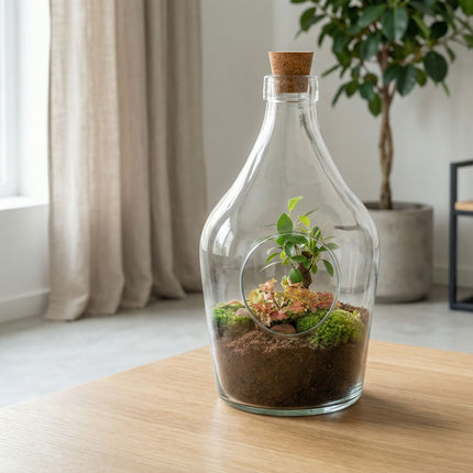 Open terrarium John - Bonsai & Ruby Lime  ↑ 30 cm