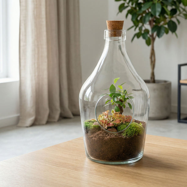 Open terrarium John - Bonsai & Ruby Lime  ↑ 30 cm