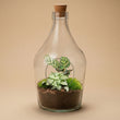 Open terrarium Joss - Calathea Makoyana & Fittonia white Tiger - ↑ 30 cm