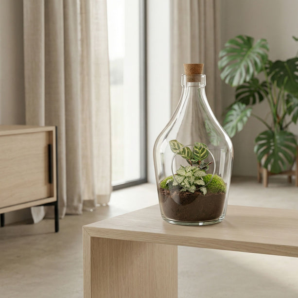 Open terrarium Joss - Calathea Makoyana & Fittonia white Tiger - ↑ 30 cm