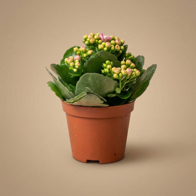 Kalanchoë - Potmaat 7 cm - ↑ 15 cm