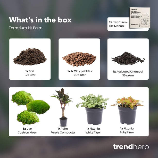 Palm - Terrarium Start- & navulpakket - 3 terrarium planten - DIY