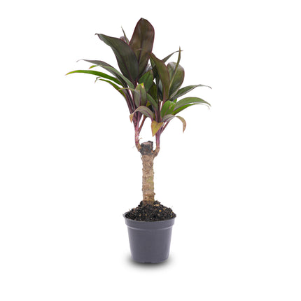 Mini-palm - Cordyline fruticosa 'Purple Compacta' - Terrarium plant