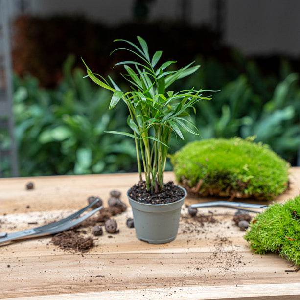 Bergpalm - Chamaedorea elegans 'baby' - Terrarium plant