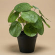 Pilea bush - Kunstplant in zwarte pot - 25 cm